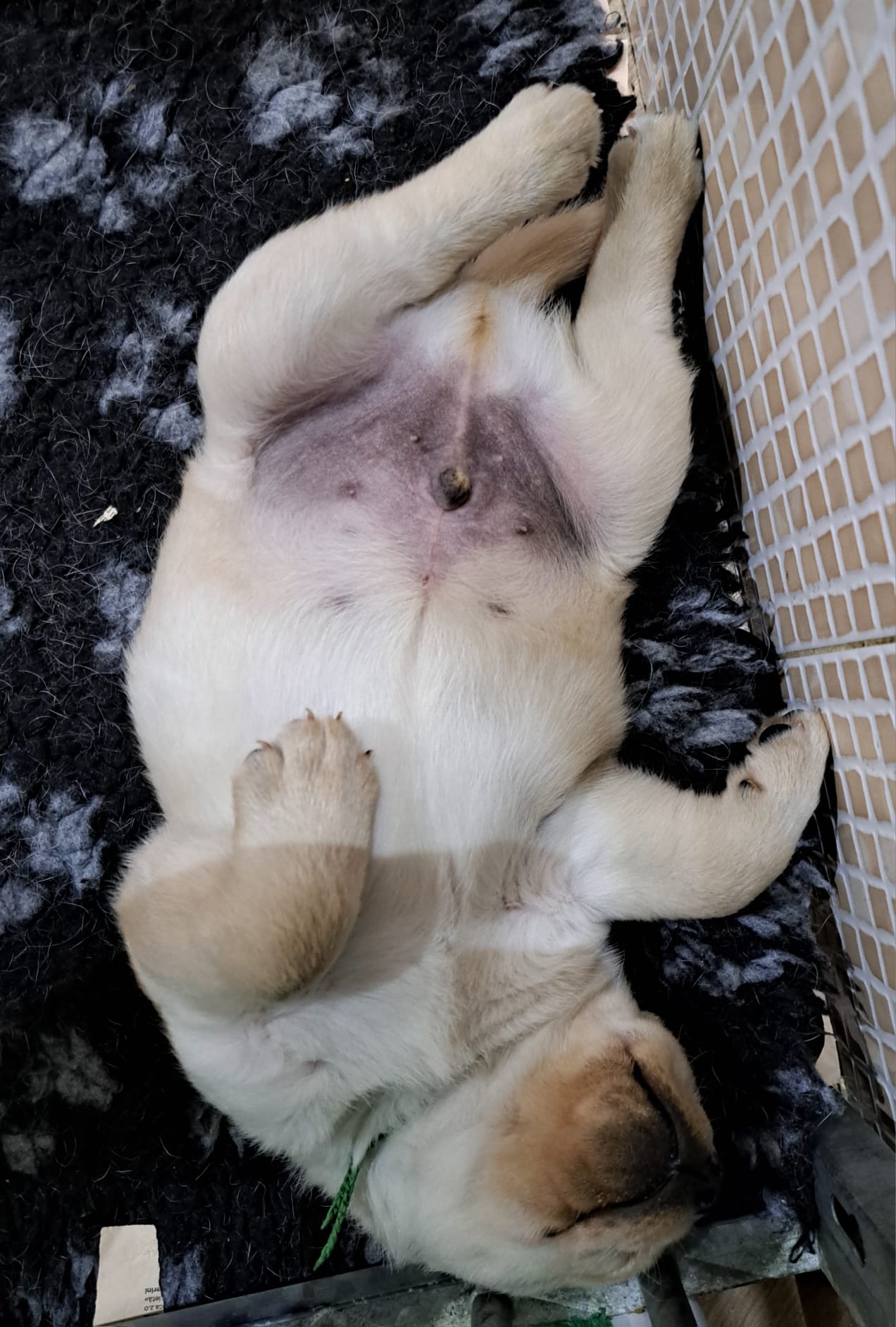 CUCCIOLI DI LABRADOR DI FAVOLABRADORS